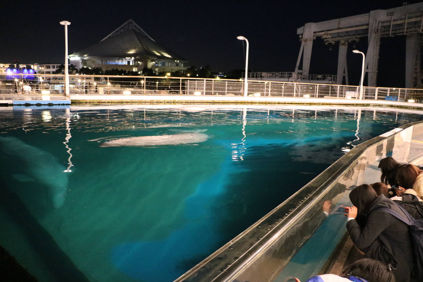 Beluga pool, February 2016