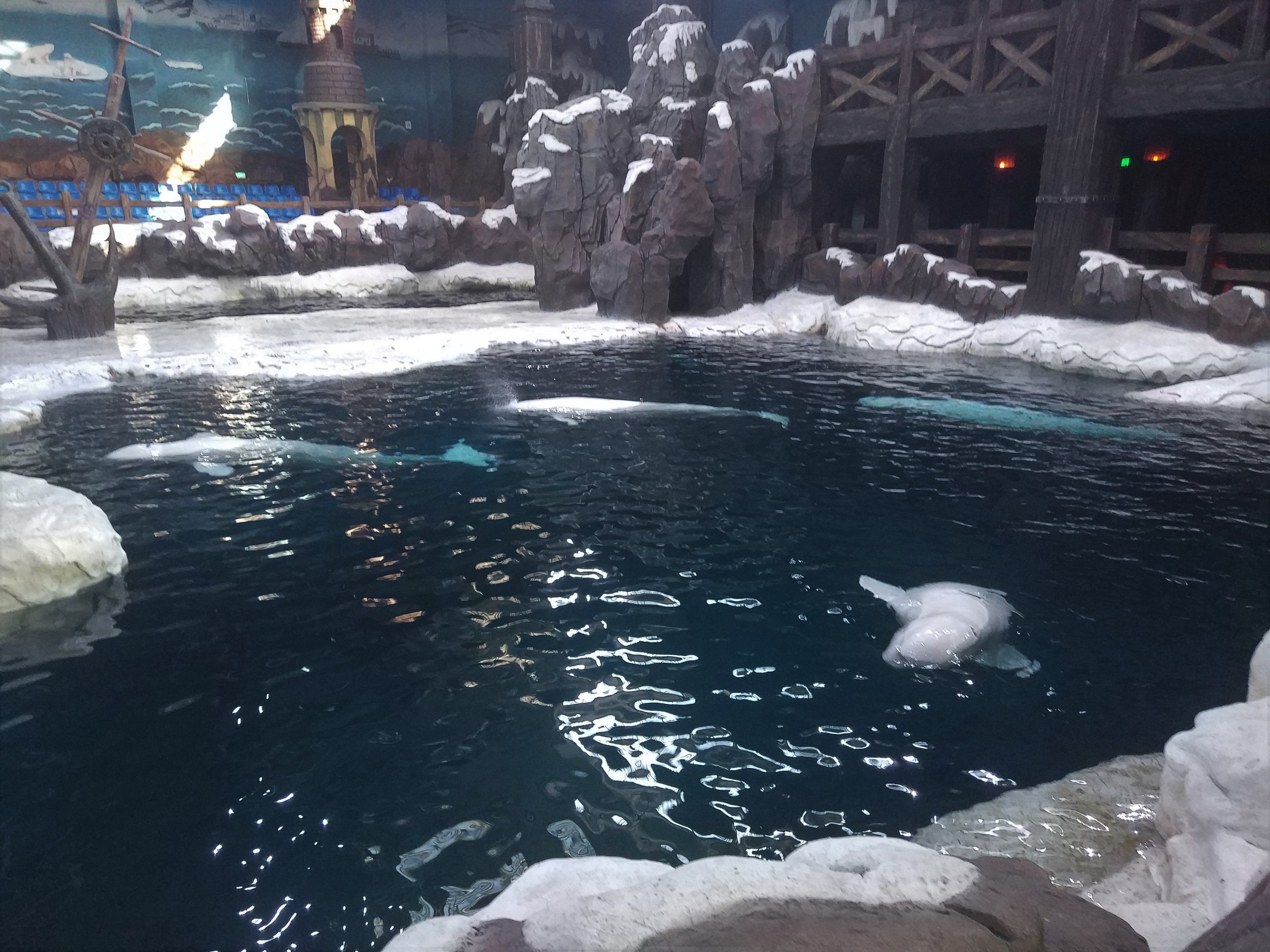 Beluga Pool