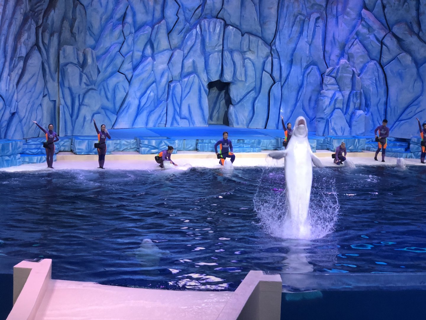 Beluga show