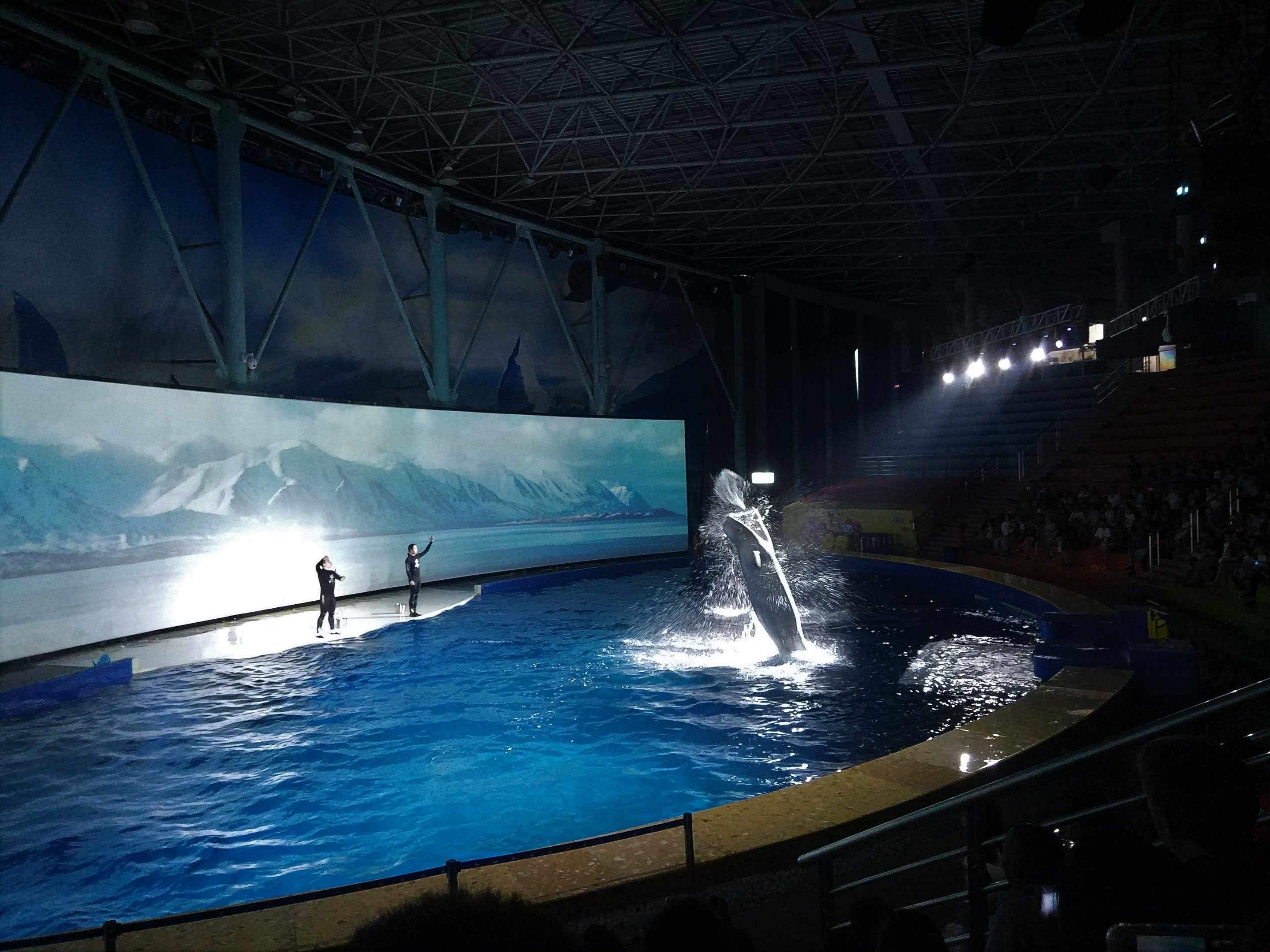 Beluga Show