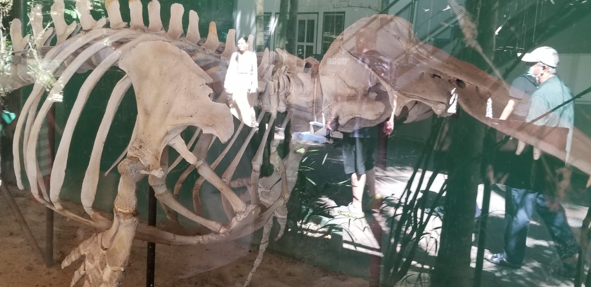 Beluga Skeleton