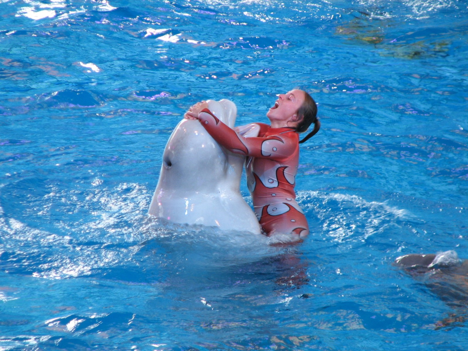 Beluga Stadium - Azul
