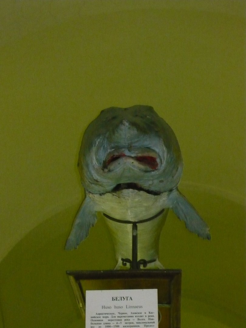 Beluga sturgeon (also derpy)