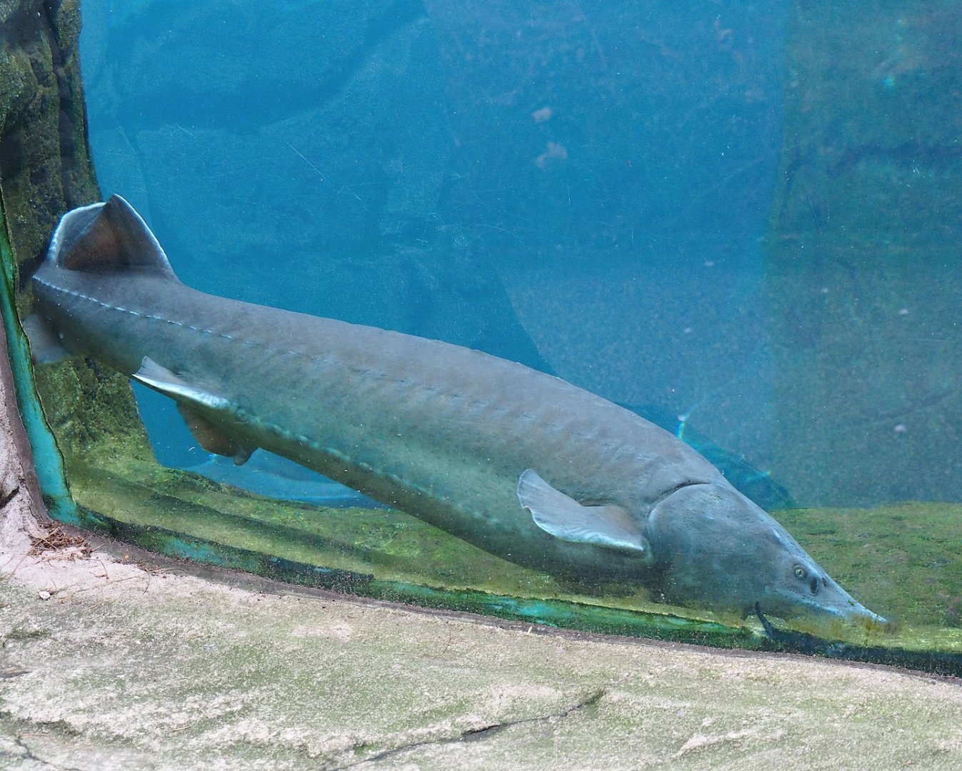 Beluga sturgeon (Huso huso), 2024-02-17