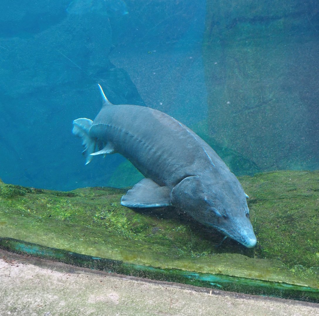 Beluga sturgeon (Huso huso), 2024-02-17