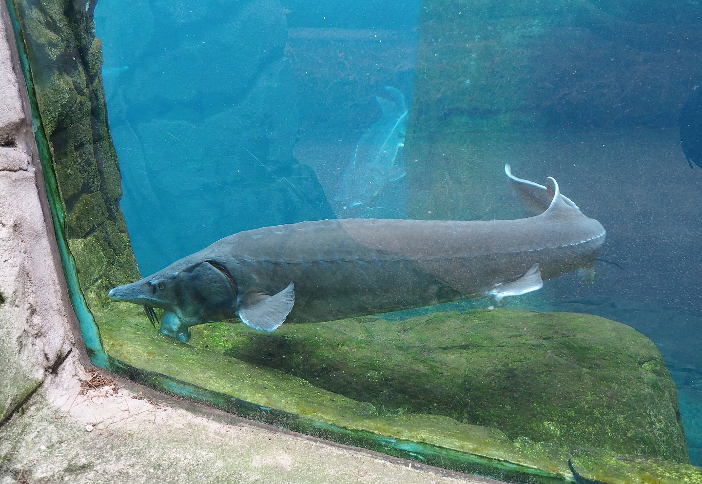 Beluga sturgeon (Huso huso), 2024-02-17