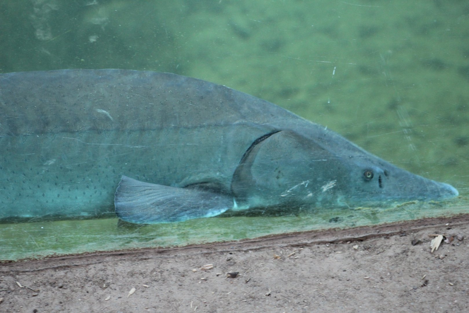 Beluga Sturgeon