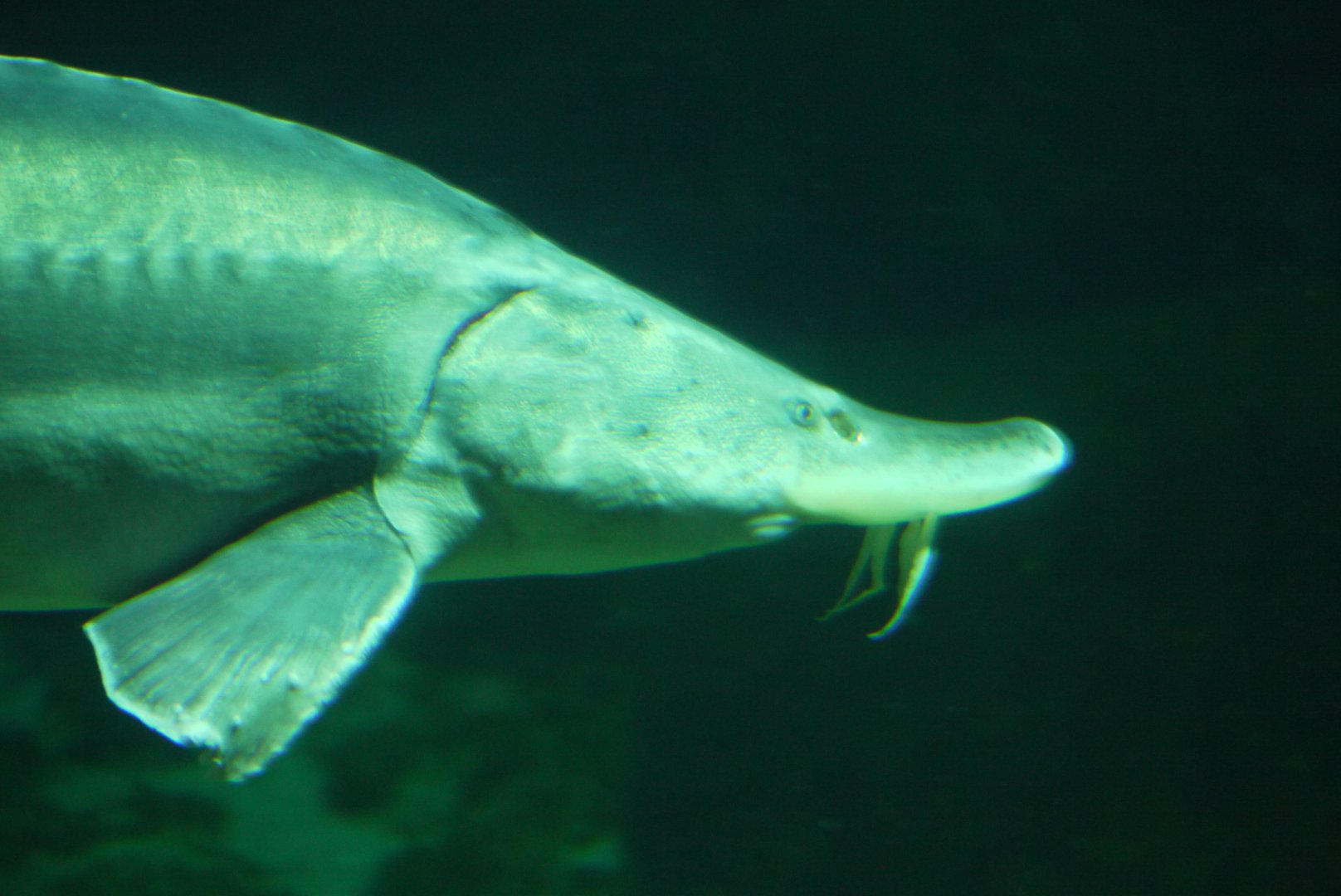 Beluga Sturgeon