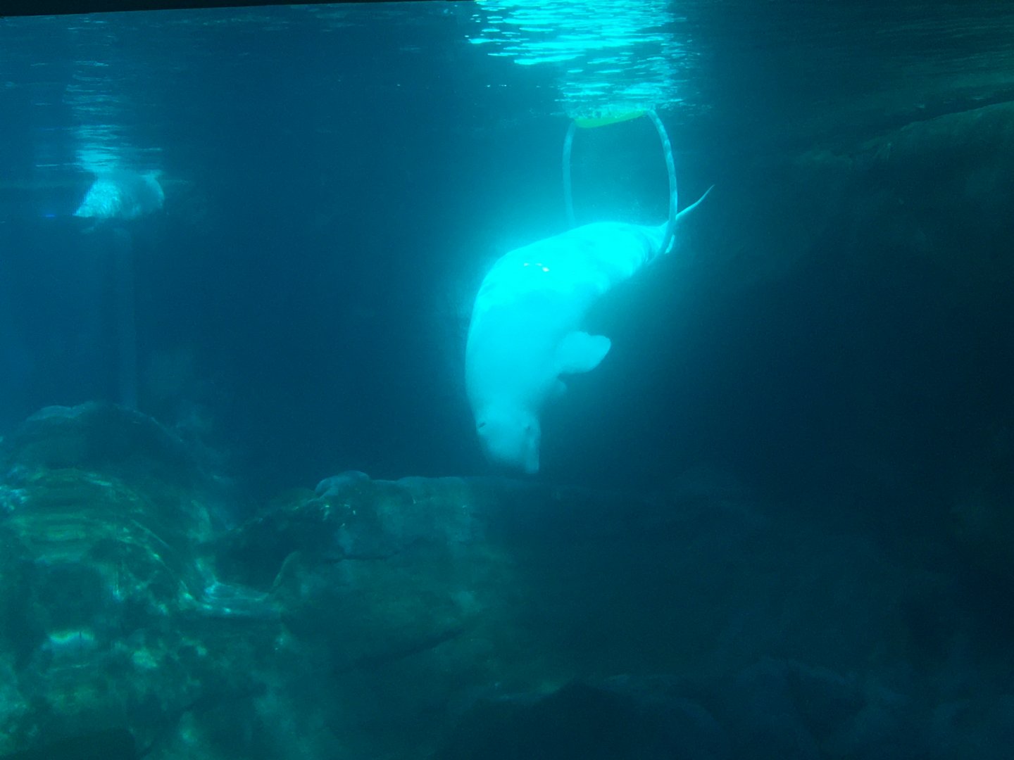 Beluga swimming through loop