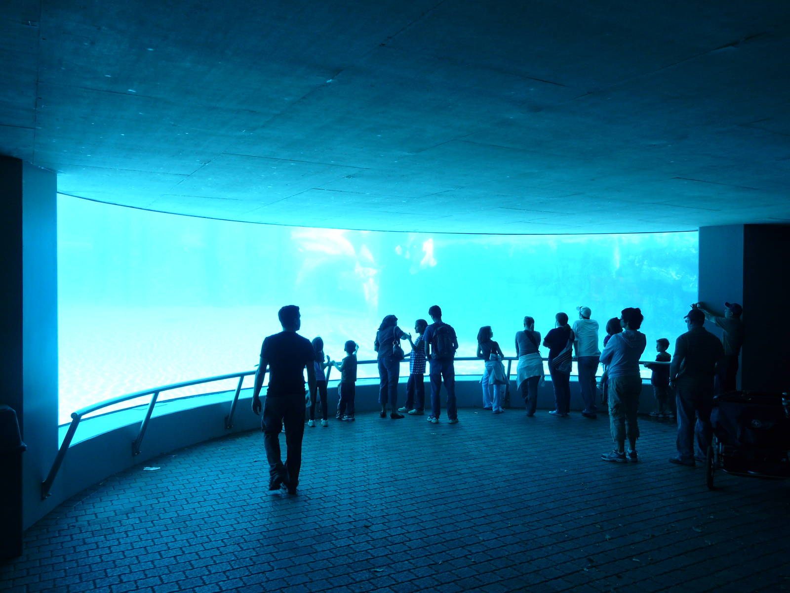 Beluga-tank at marineland ontario
