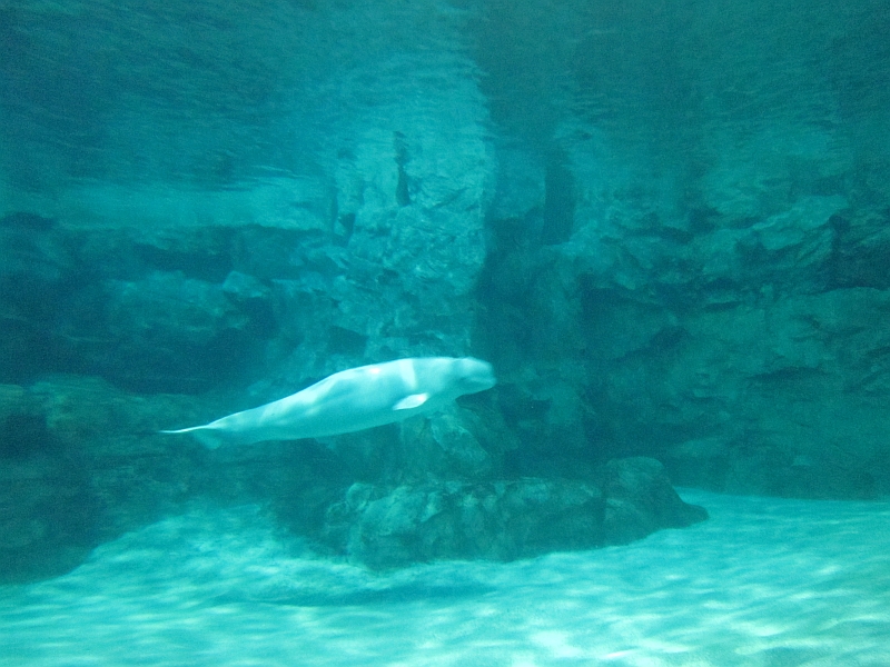 Beluga tank