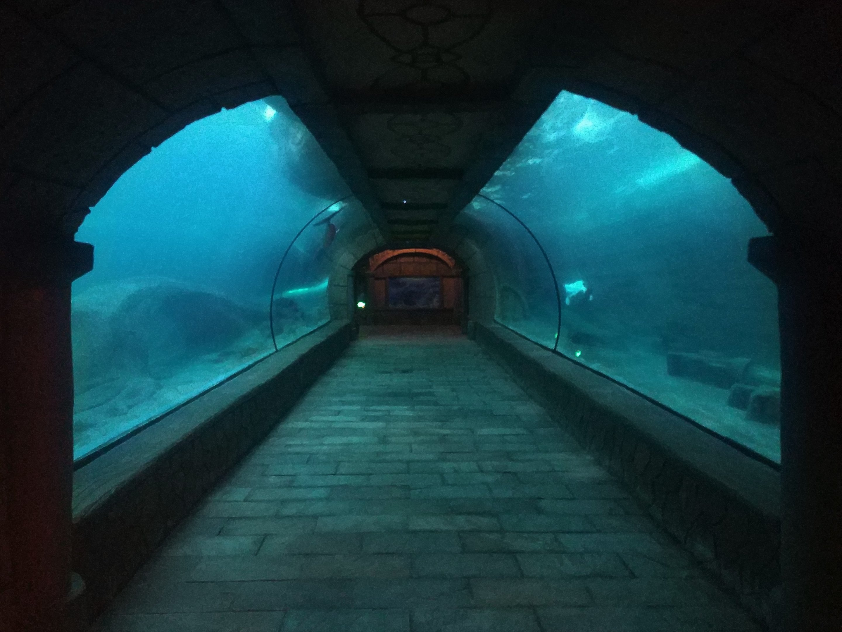 Beluga Underwater Viewing Tunnel
