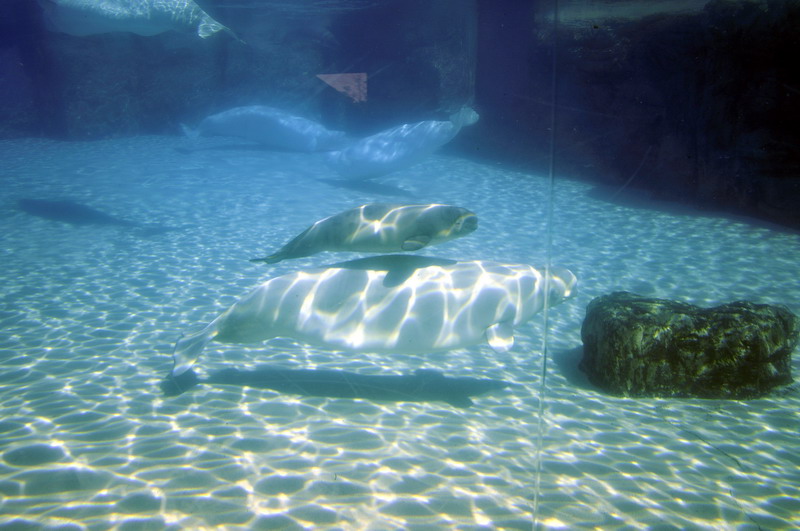 Beluga-Underwater