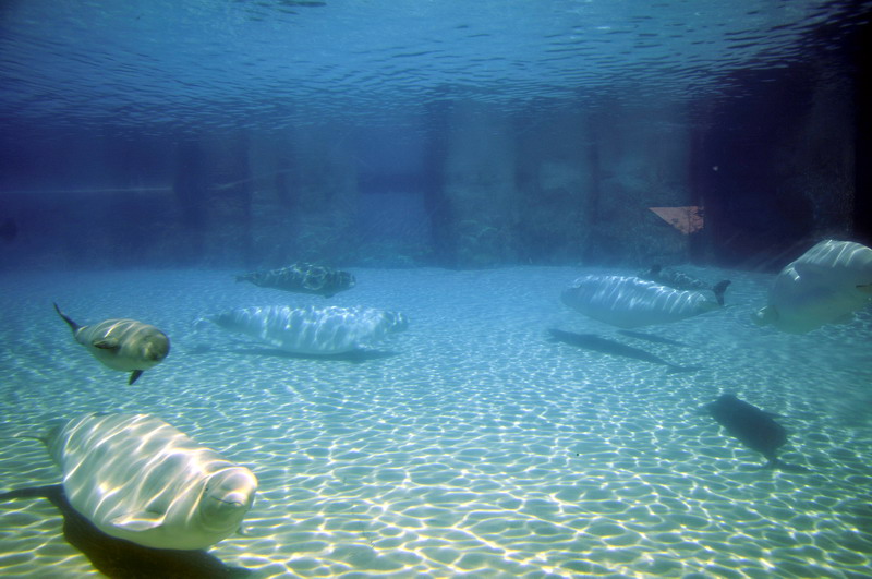 Beluga-Underwater