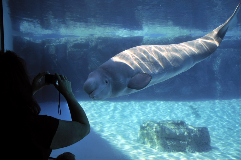 Beluga-Underwater