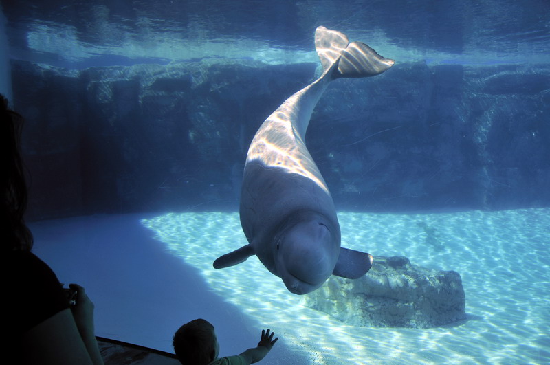 Beluga-Underwater