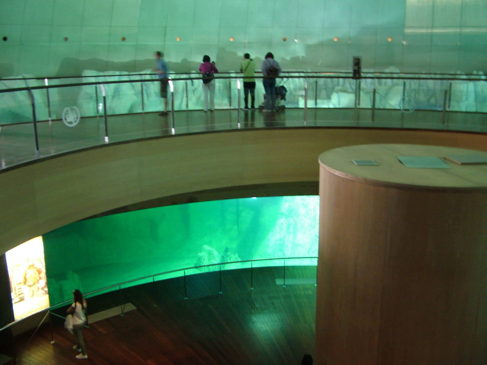 Beluga Viewing Area at Oceanografic, 29/05/11