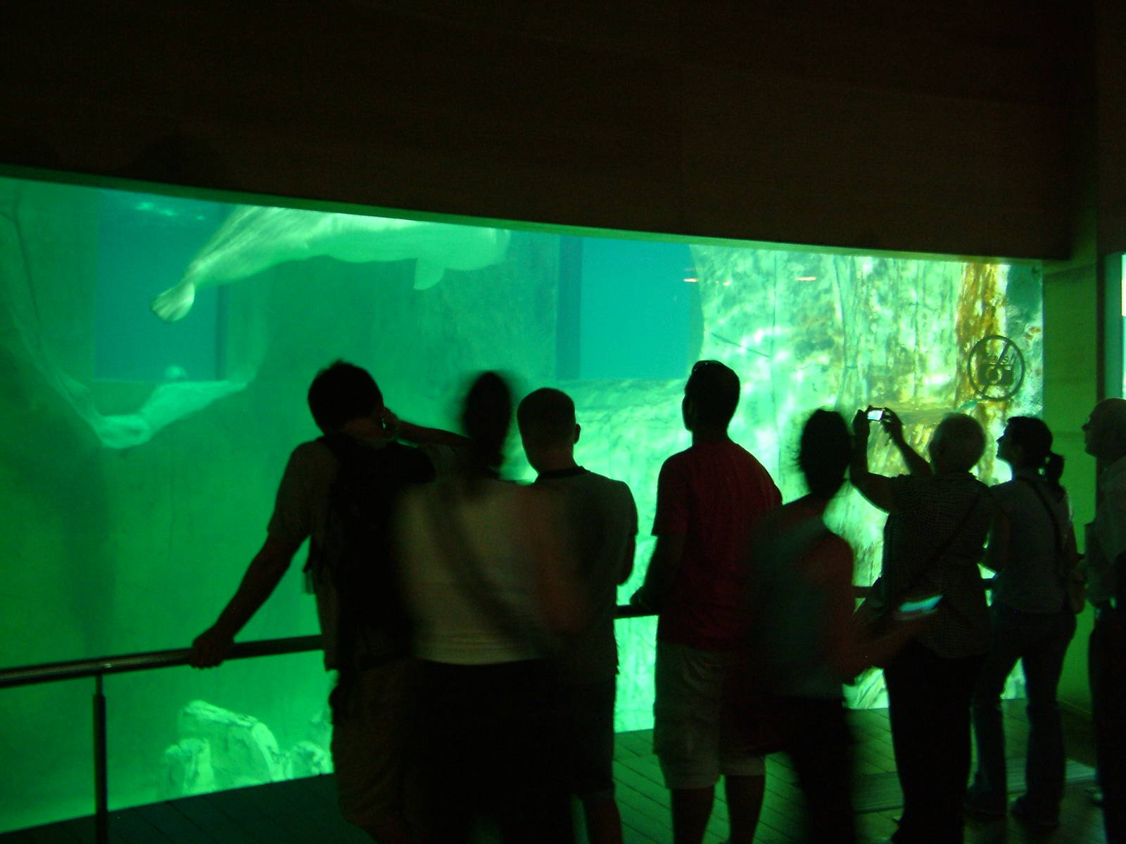 Beluga Viewing at Oceanografic, 29/05/11