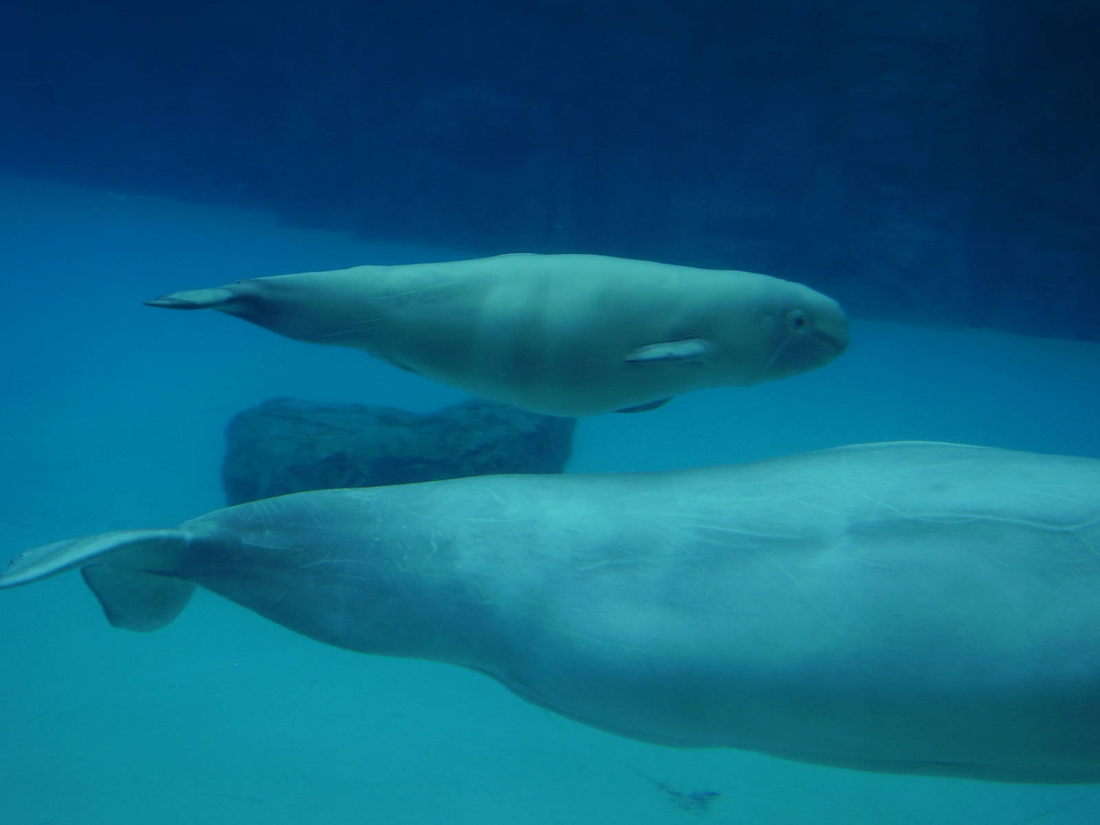 Beluga w baby born summer06- Marineland AUG06