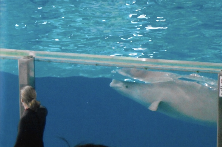 Beluga whale 2010