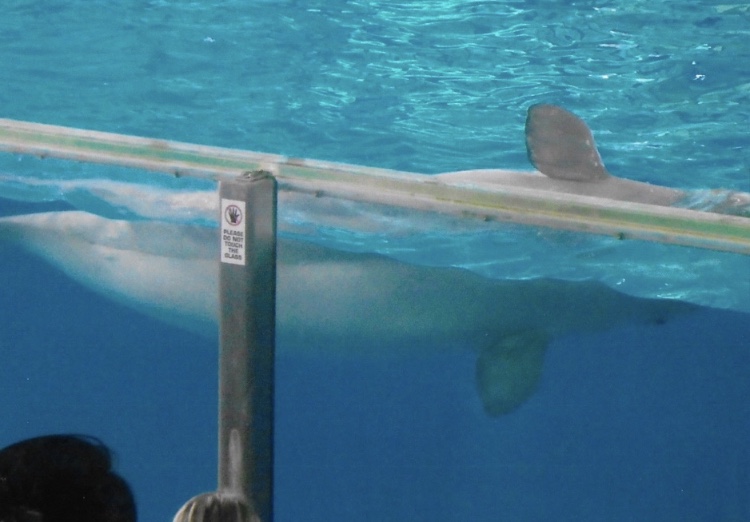 Beluga whale 2010