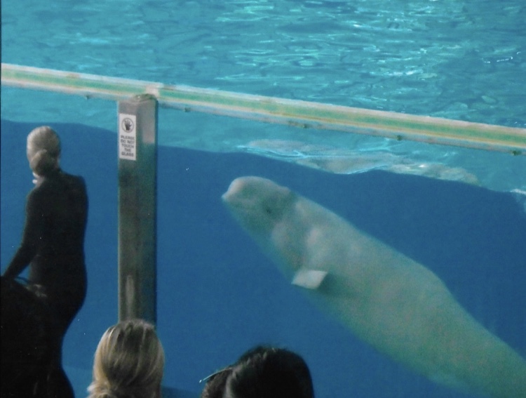beluga whale 2010
