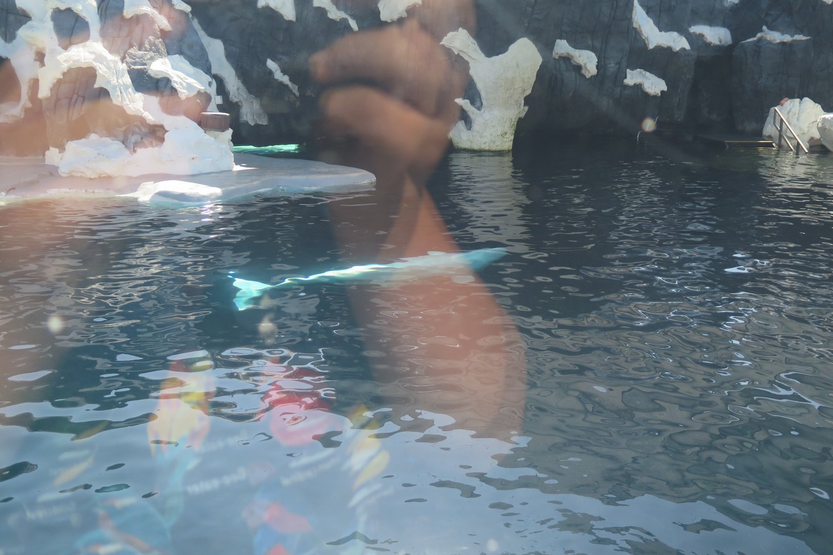 Beluga Whale(8/26/24)