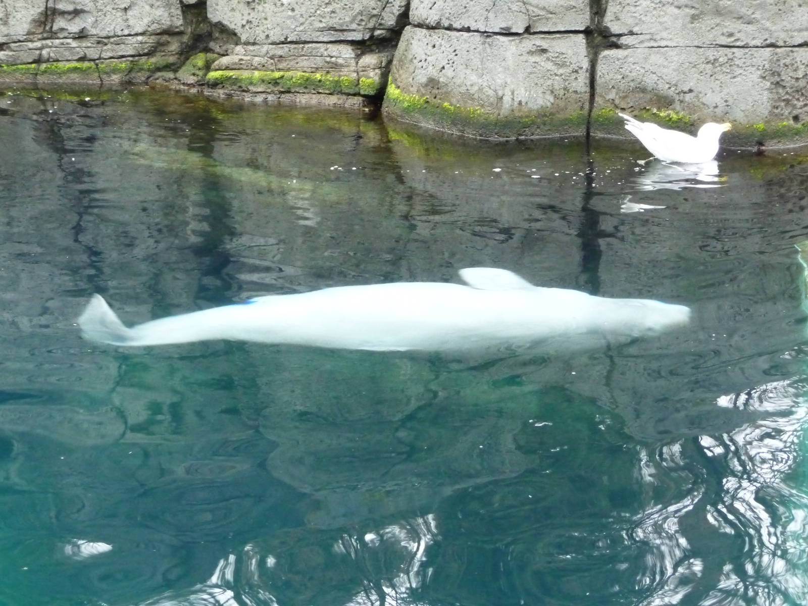 Beluga Whale and Seagull