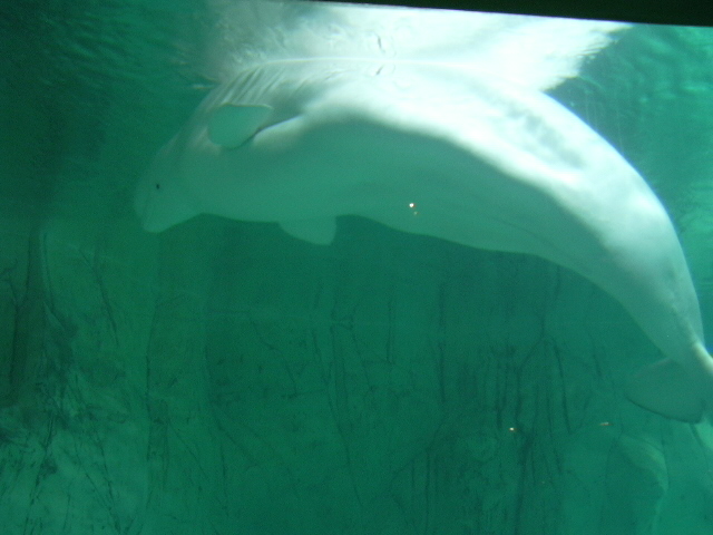 Beluga whale, another underwater vieuw