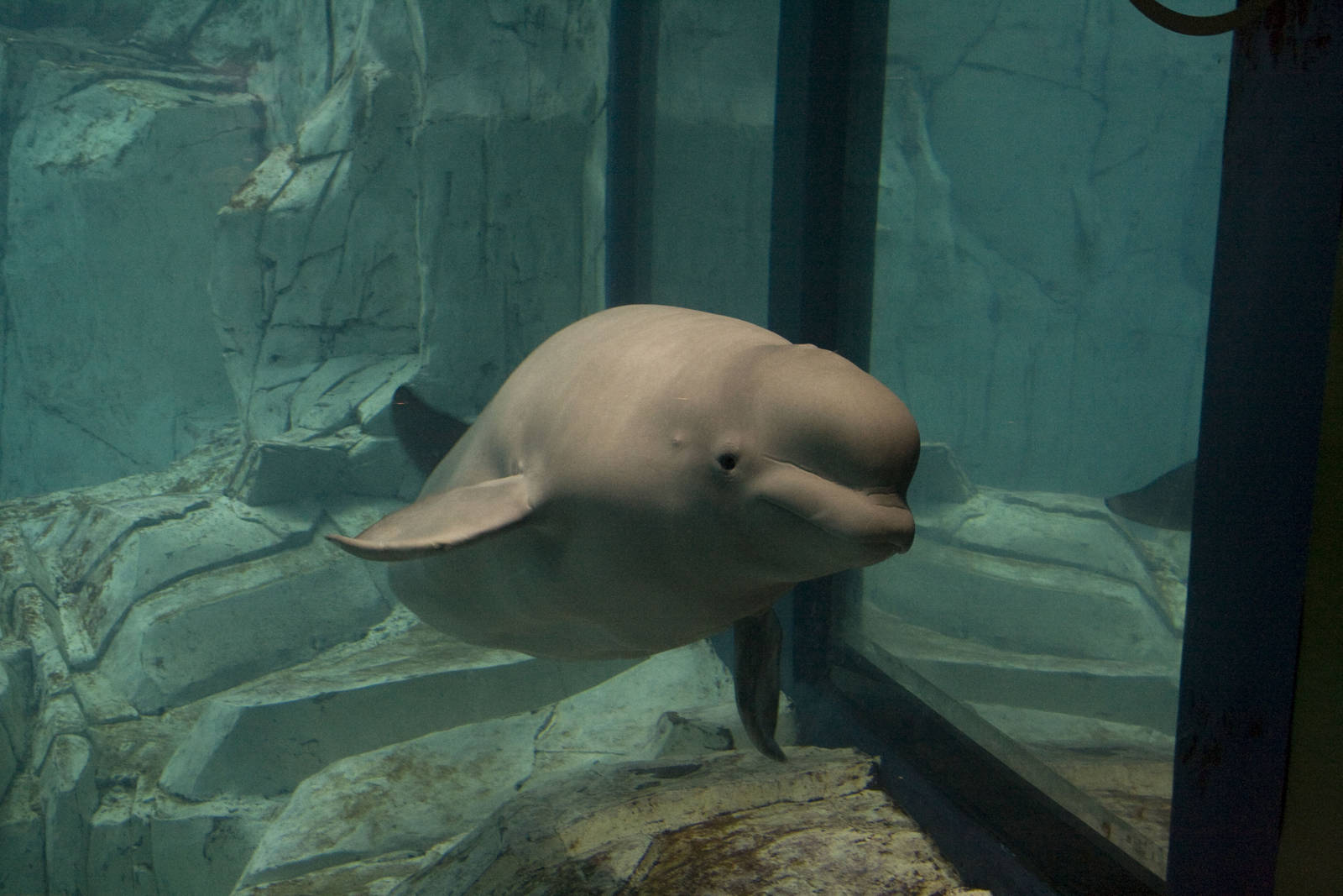 Beluga Whale at Oceanografic in Valencia, Spain