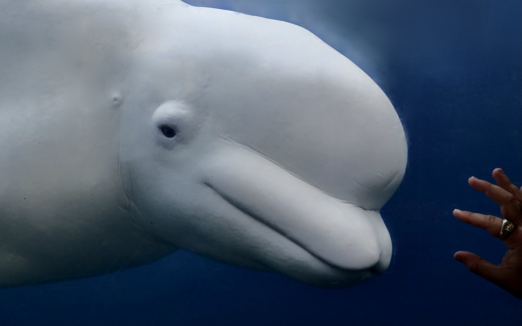 Beluga Whale (Delphinapterus leucas) - "Juno"