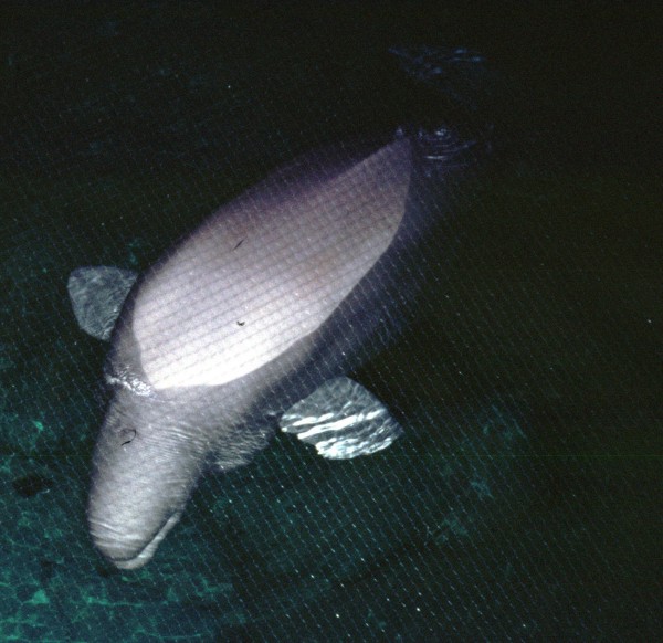 Beluga Whale (Delphinapterus leucas)