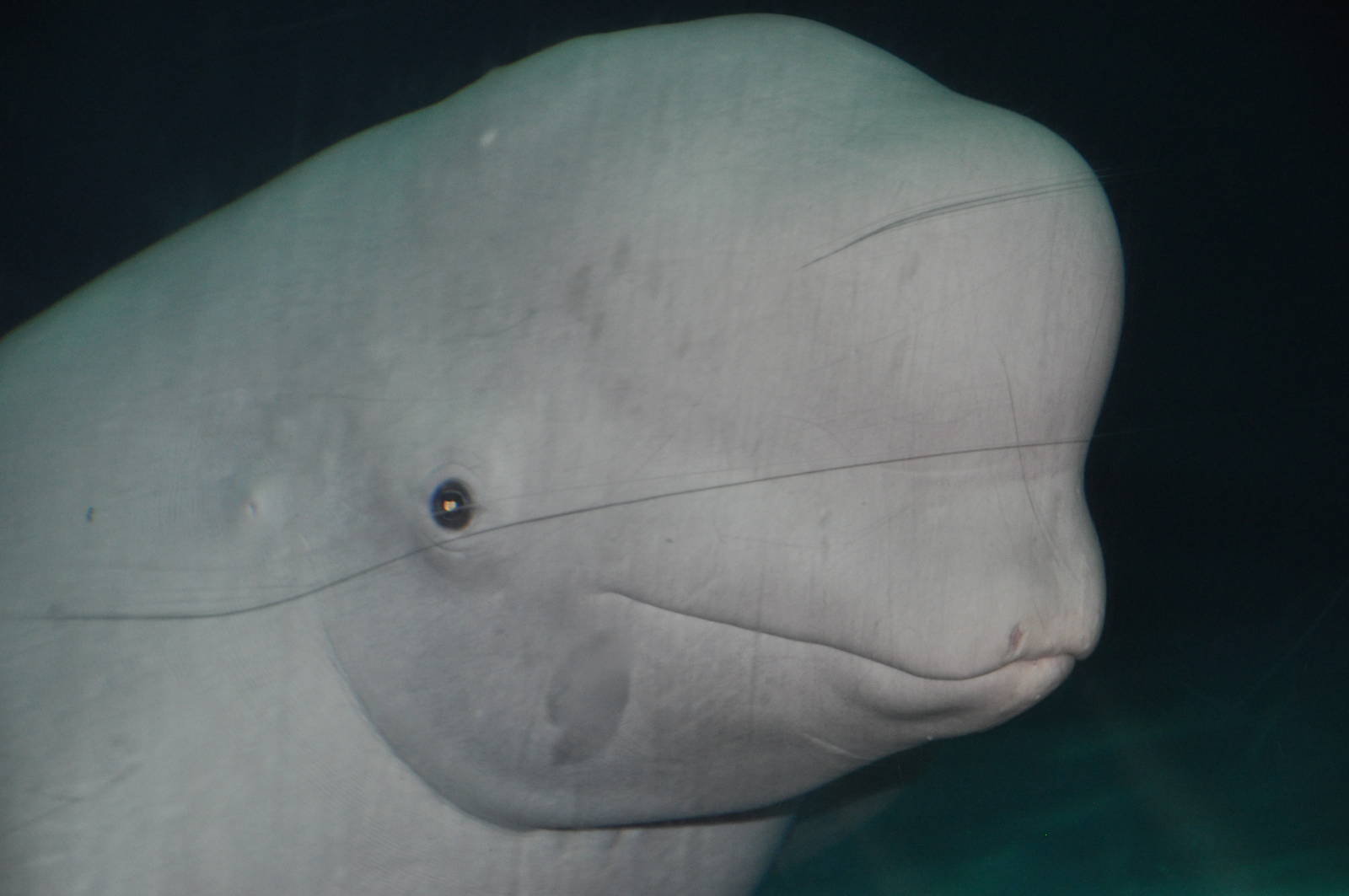 Beluga whale/ Delphinapterus leucas