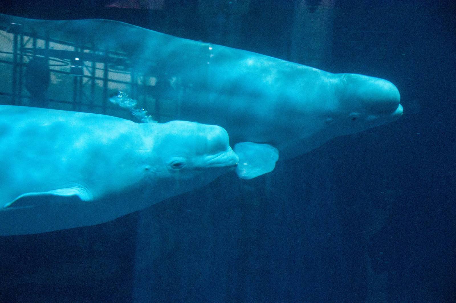 Beluga Whale - Delphinapterus leucas