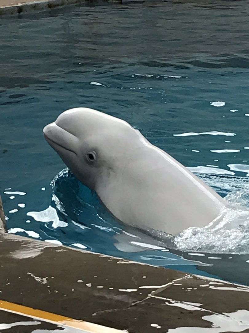 Beluga Whale (Delphinapterus leucas)