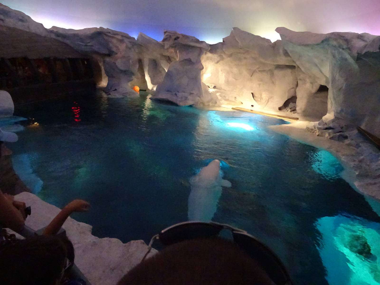 Beluga Whale Exhibit at SeaWorld Orlando