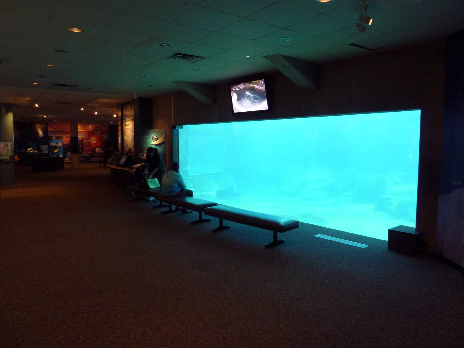 Beluga Whale Exhibit - Underwater Viewing Area