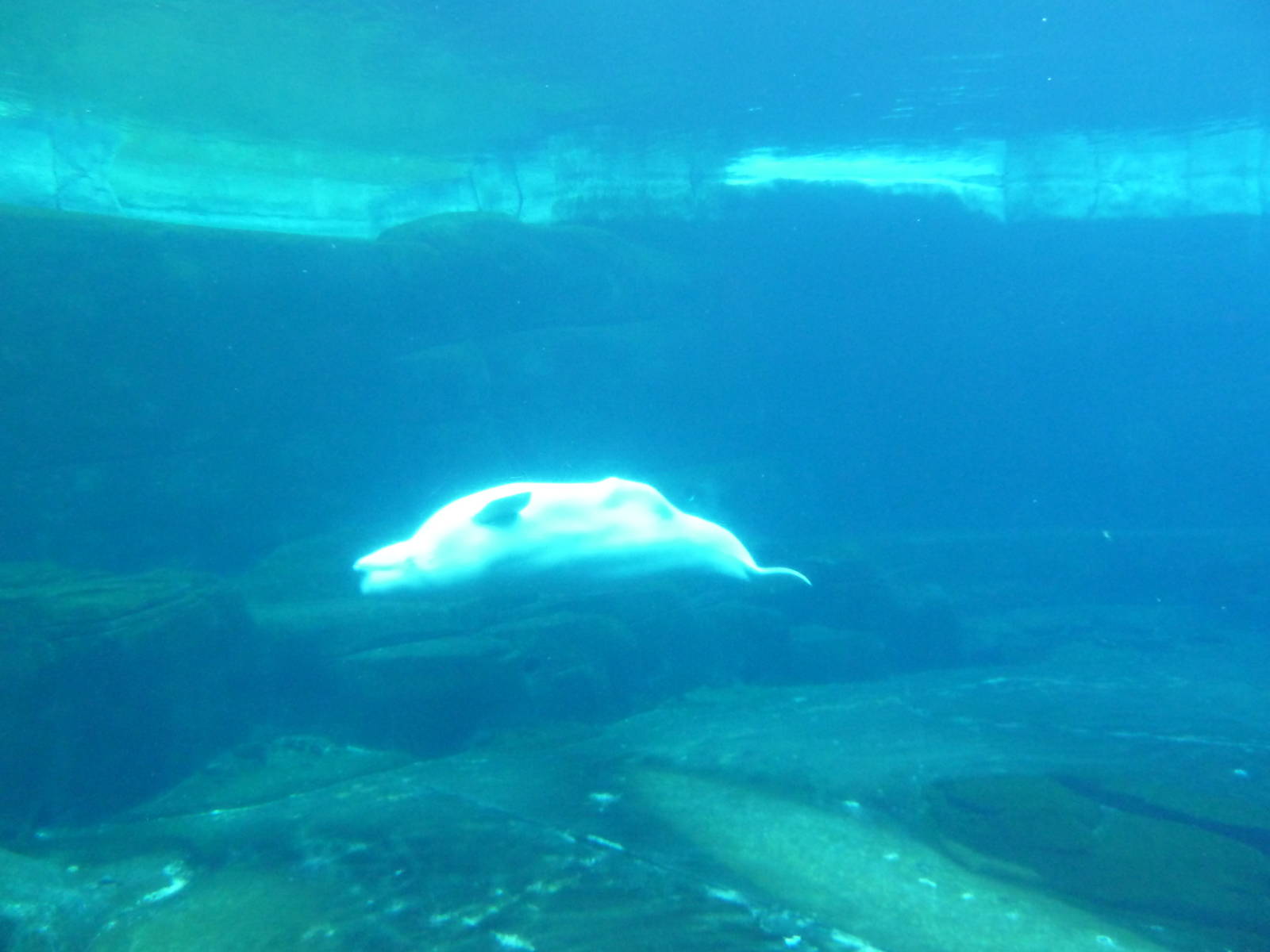 Beluga Whale Exhibit - Underwater Viewing Area