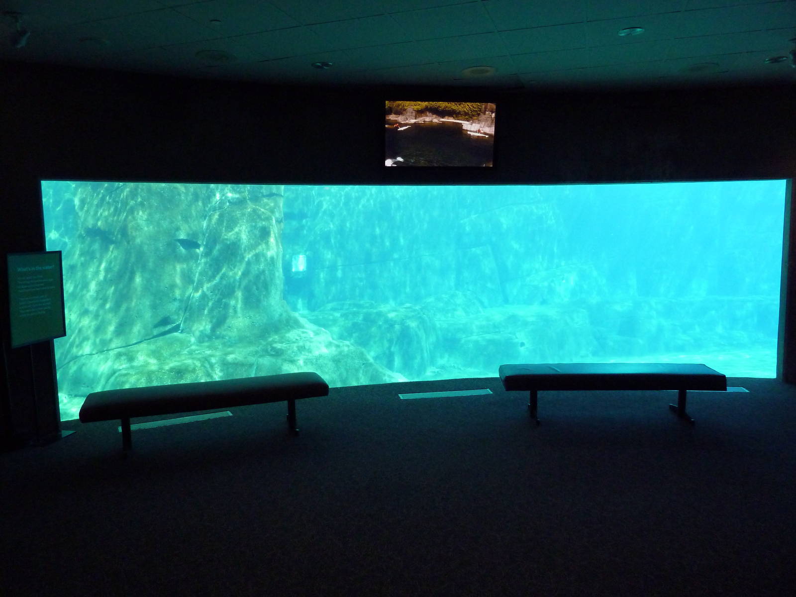 Beluga Whale Exhibit - Underwater Viewing Window #1