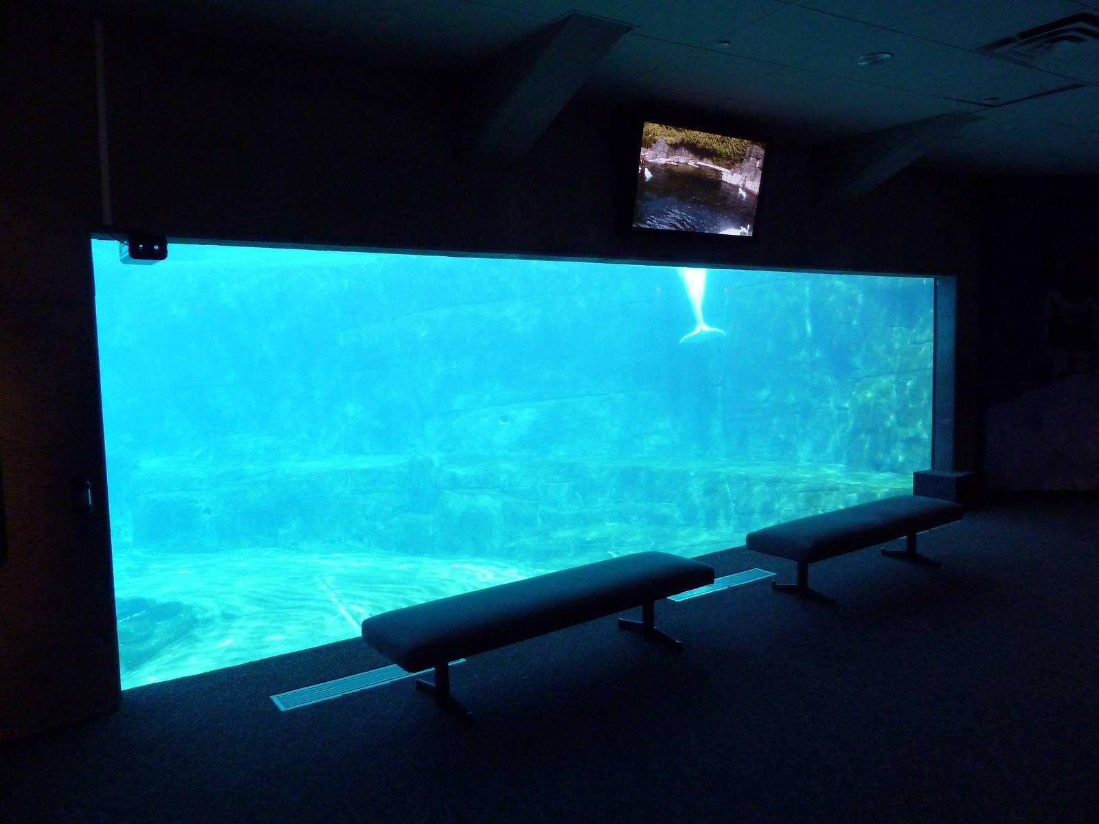 Beluga Whale Exhibit - Underwater Viewing Window #2