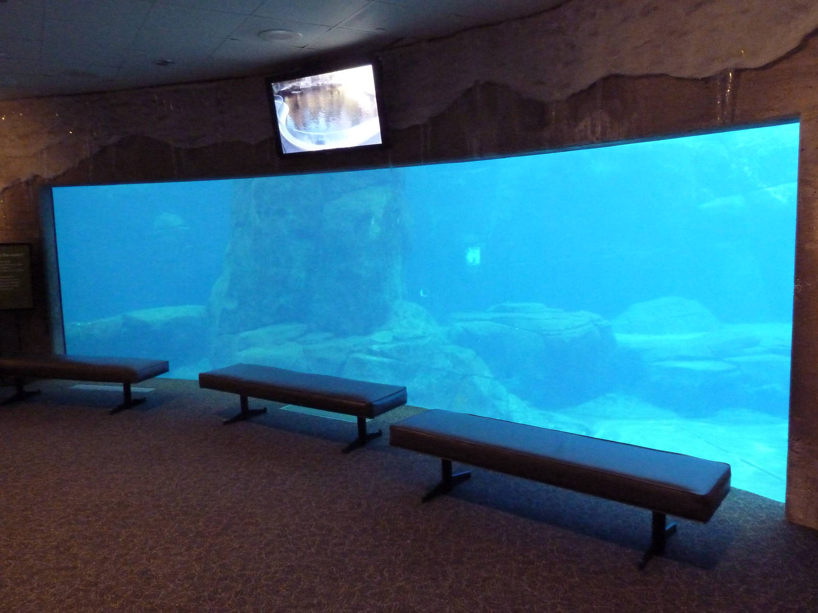 Beluga Whale Exhibit- Underwater Viewing