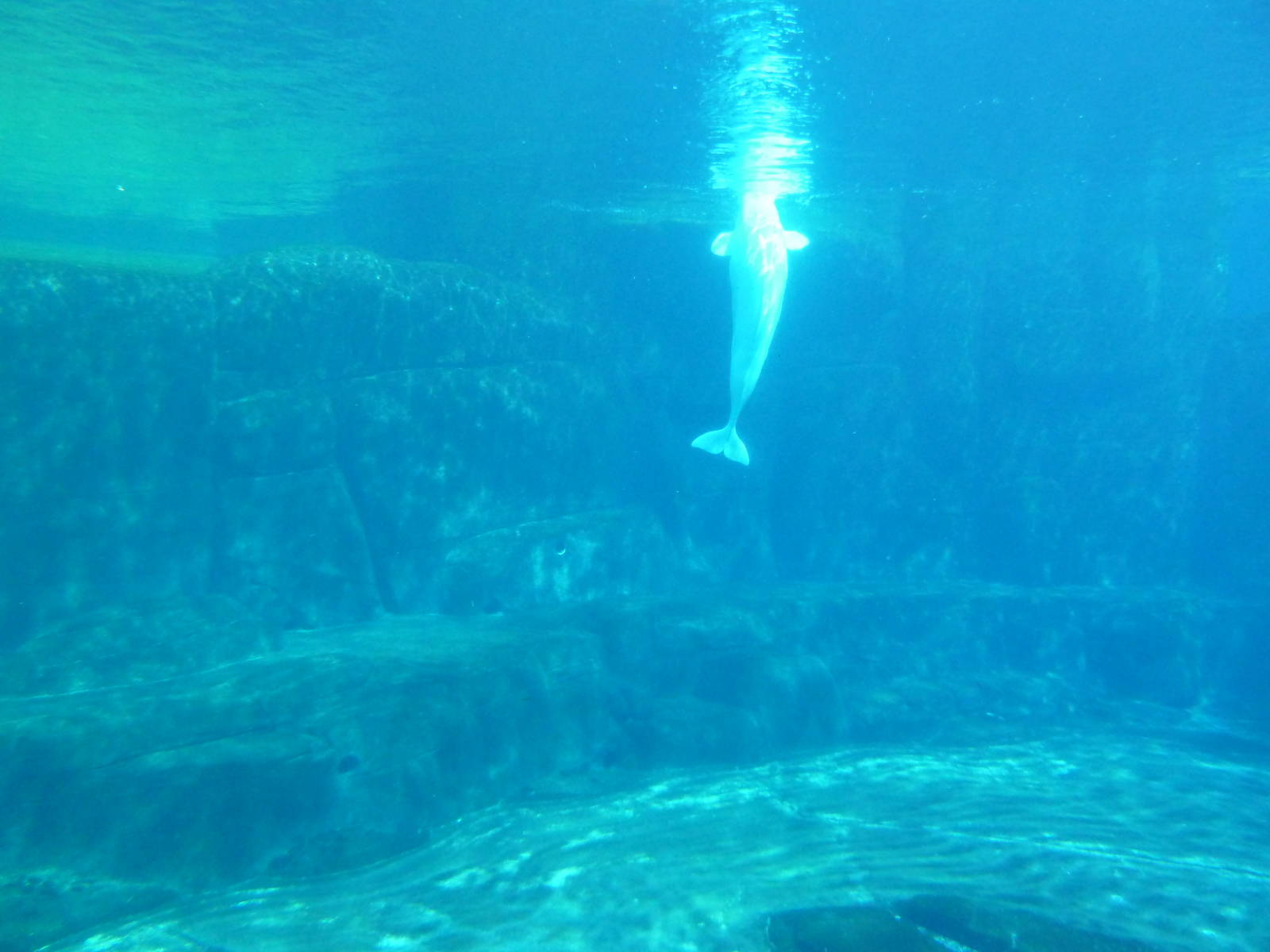 Beluga Whale Exhibit - Underwater Viewing