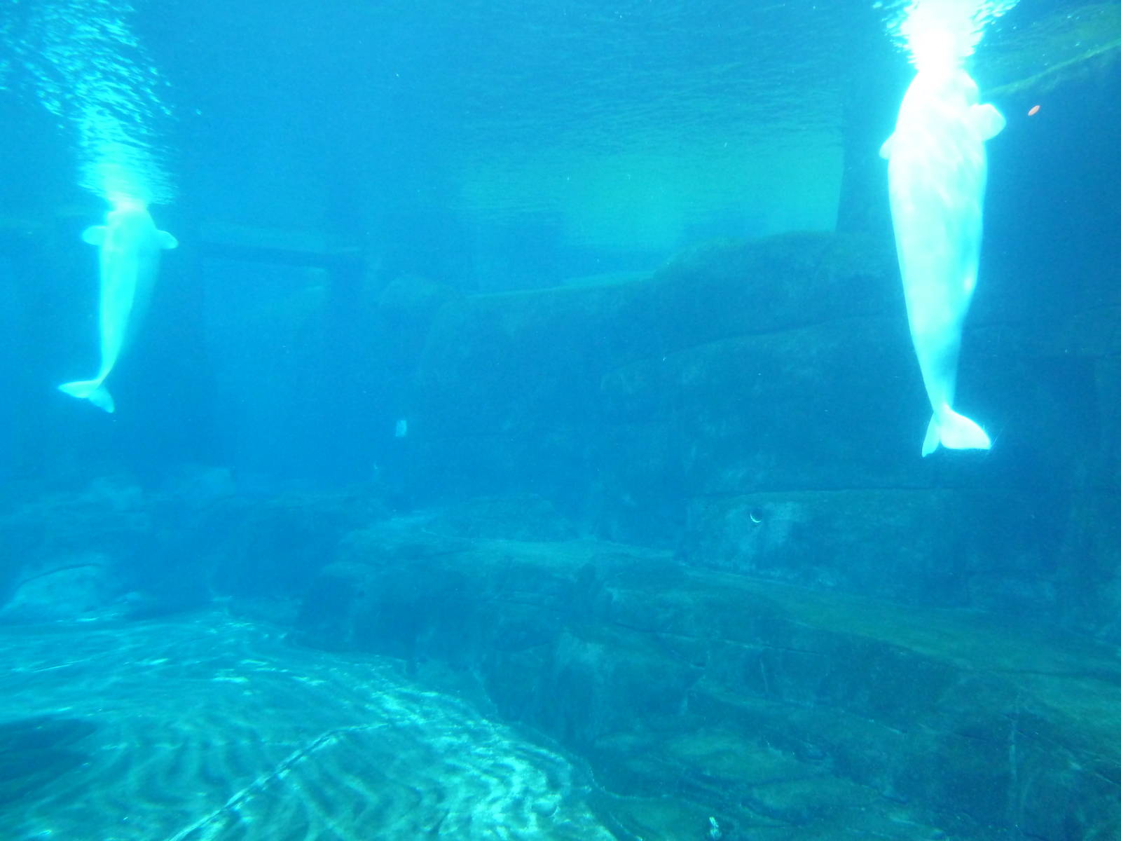 Beluga Whale Exhibit - Underwater Viewing