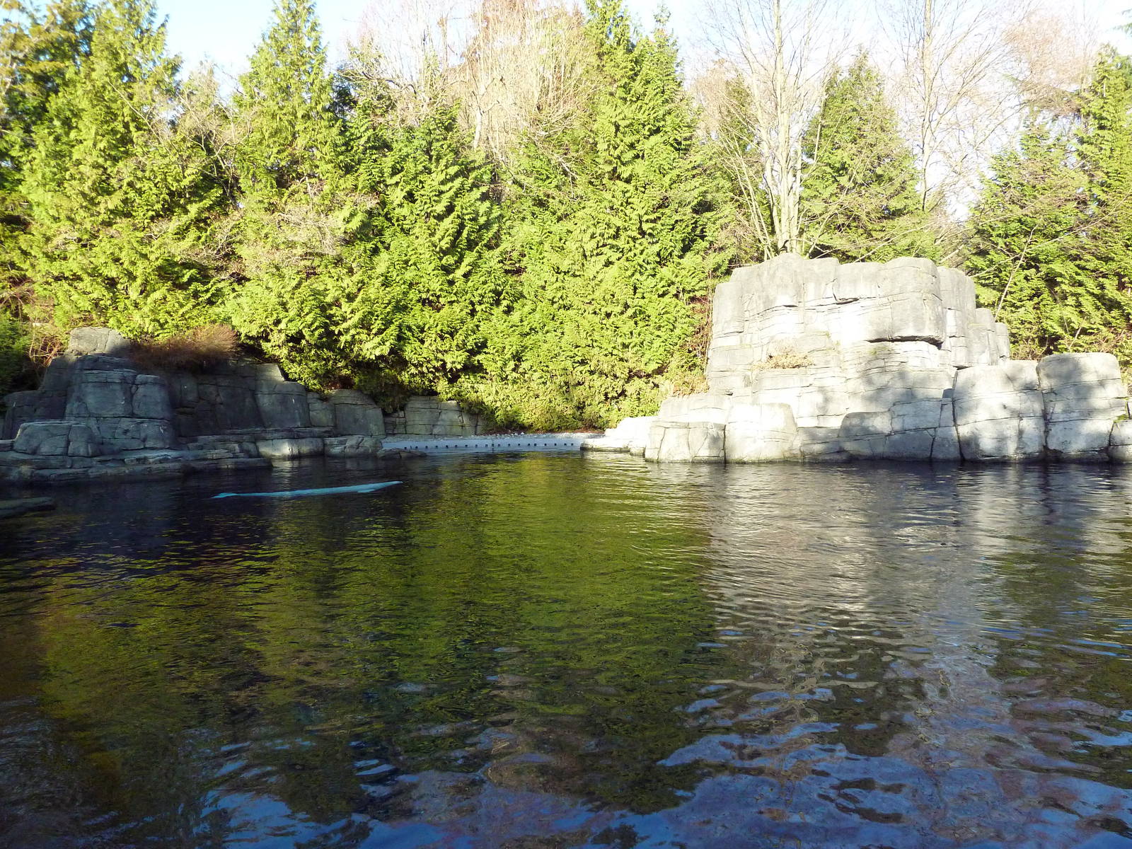 Beluga Whale Exhibit