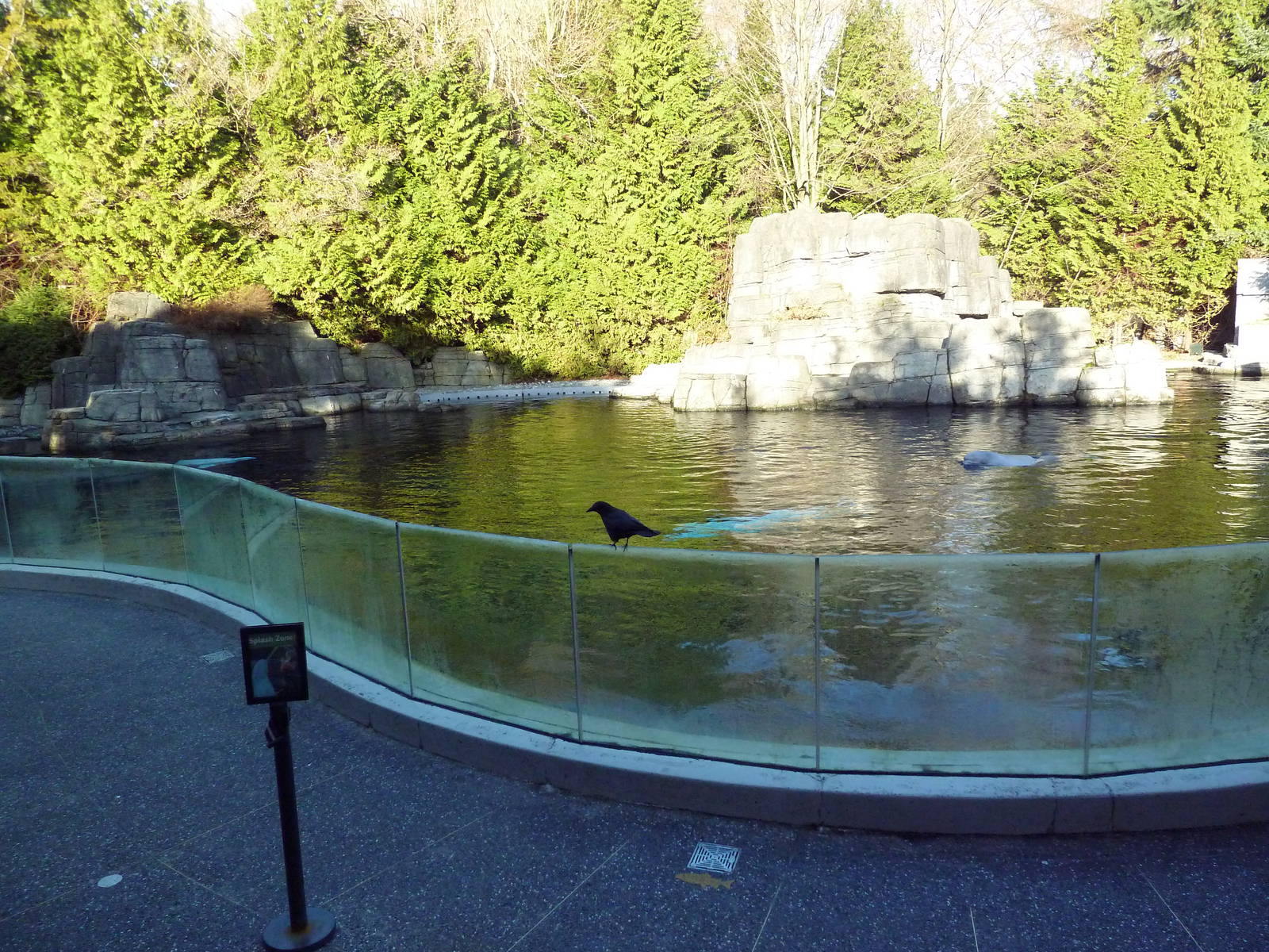 Beluga Whale Exhibit