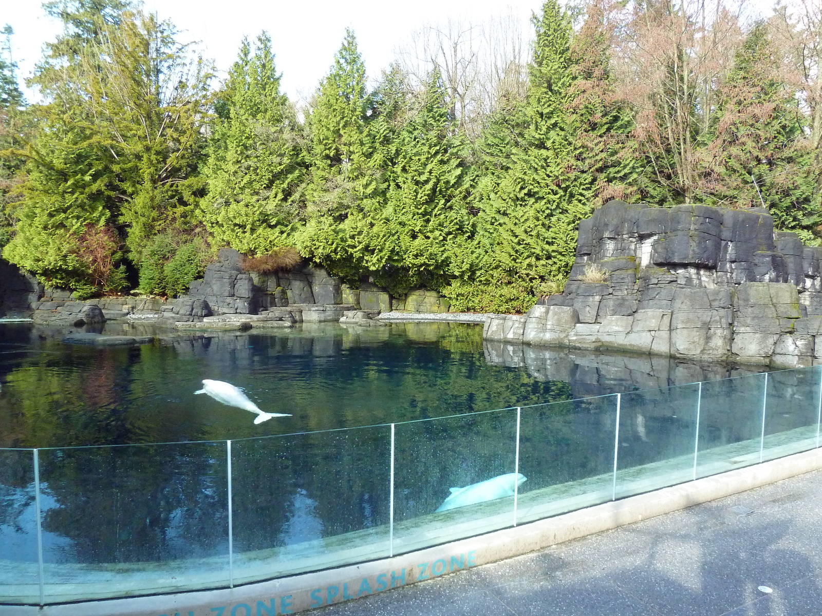 Beluga Whale Exhibit