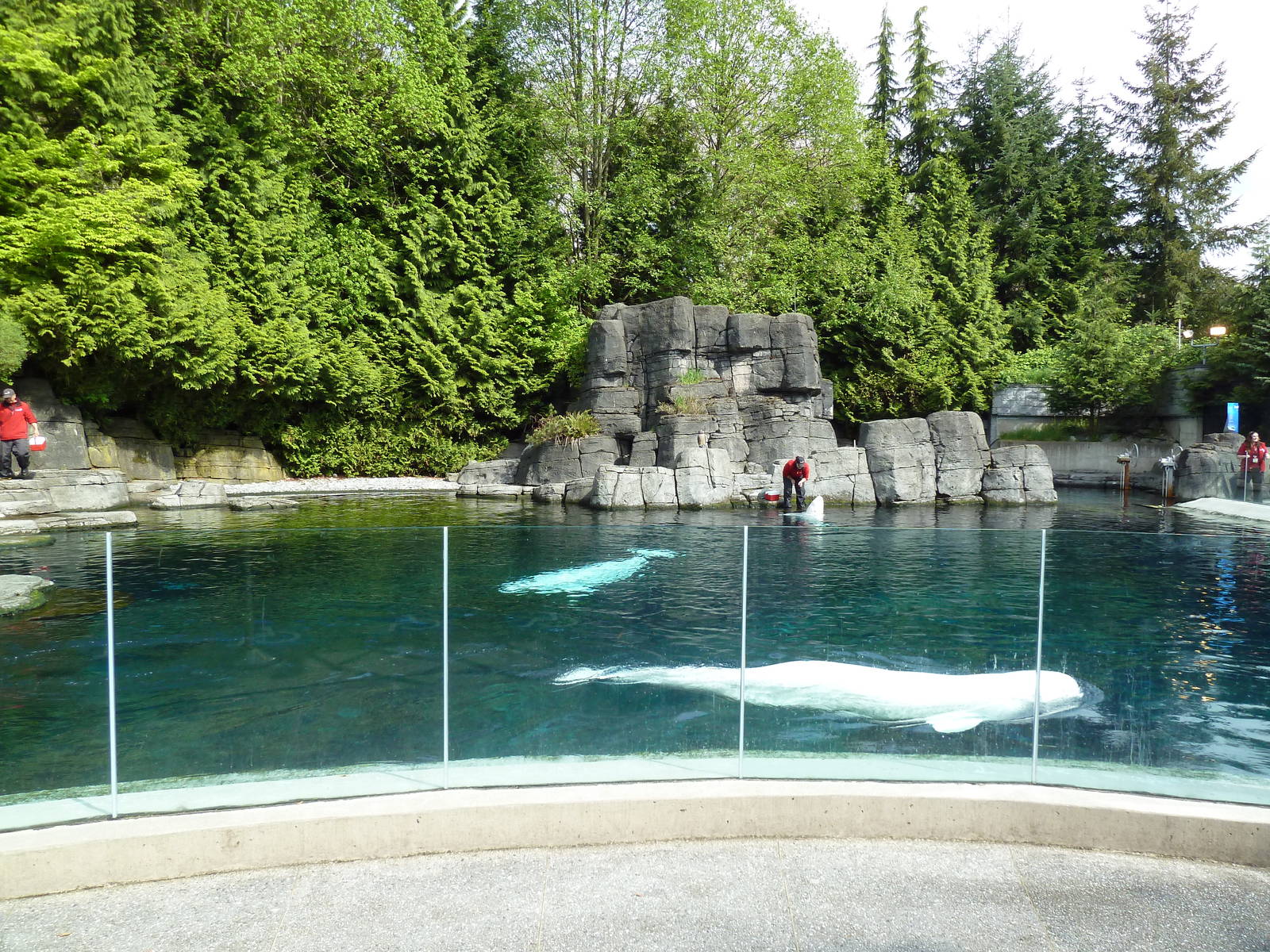 Beluga Whale Exhibit