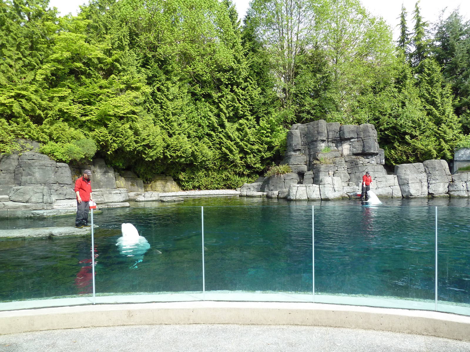 Beluga Whale Exhibit