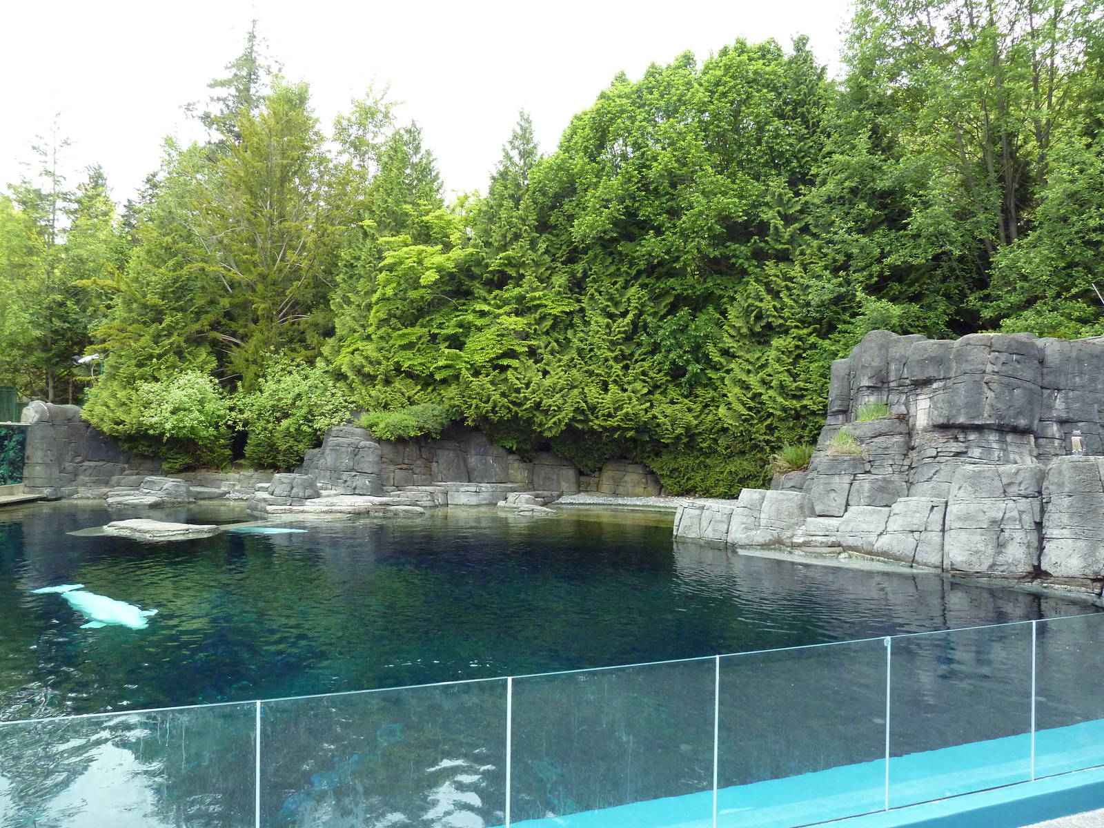 Beluga Whale Exhibit