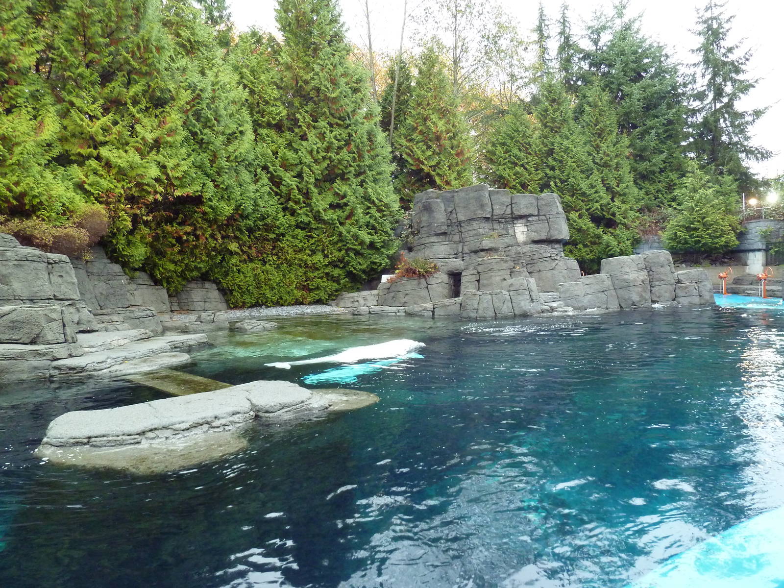 Beluga Whale Exhibit